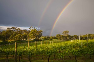 Rainbow in vineyard